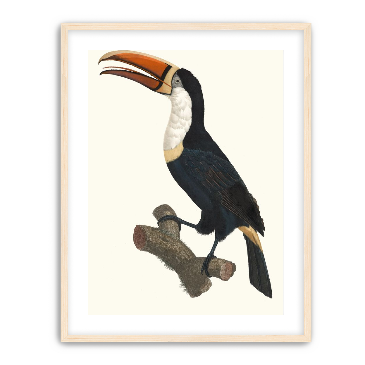 Hornbill on cut branch