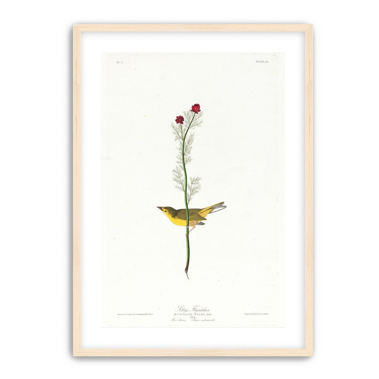 A yellow bird beneath red blooms