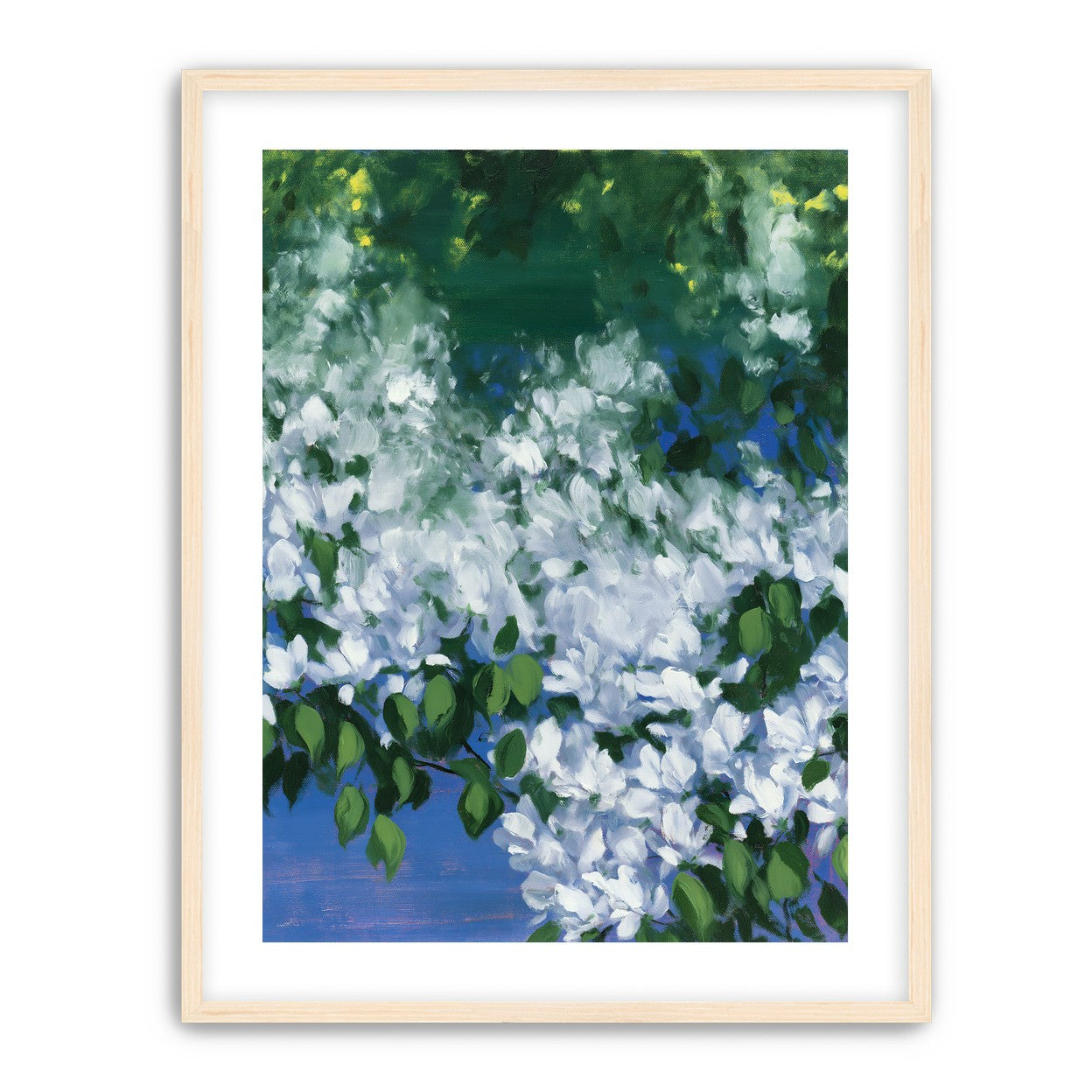 White blossoms over blue shade