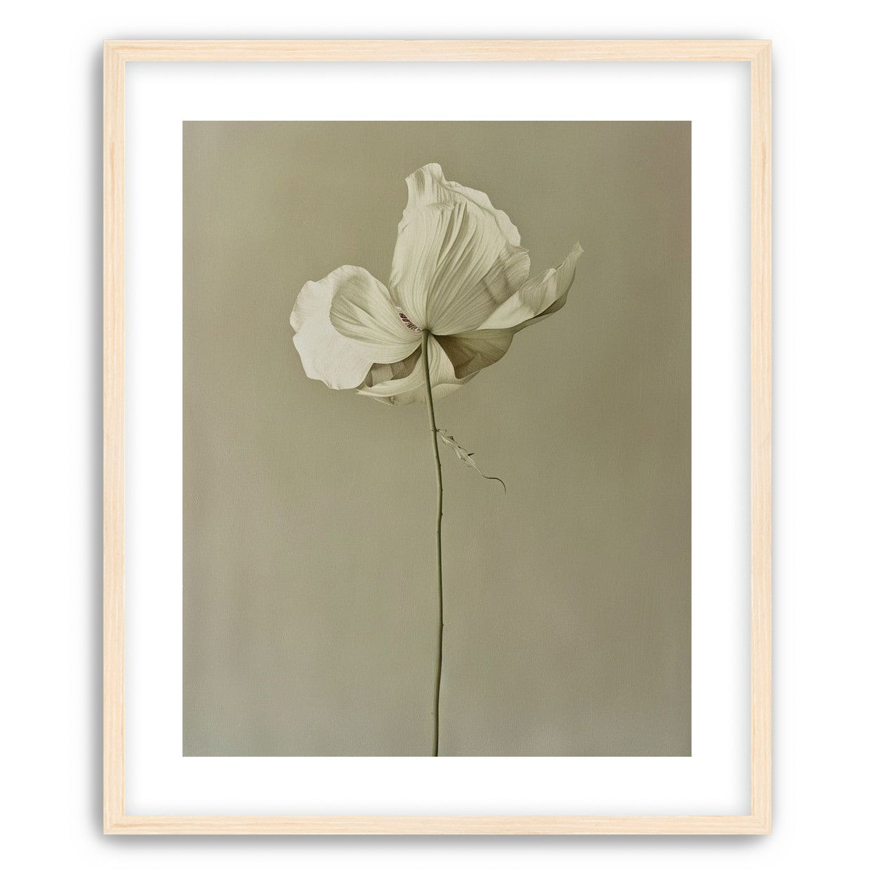 Ivory bloom in gray air