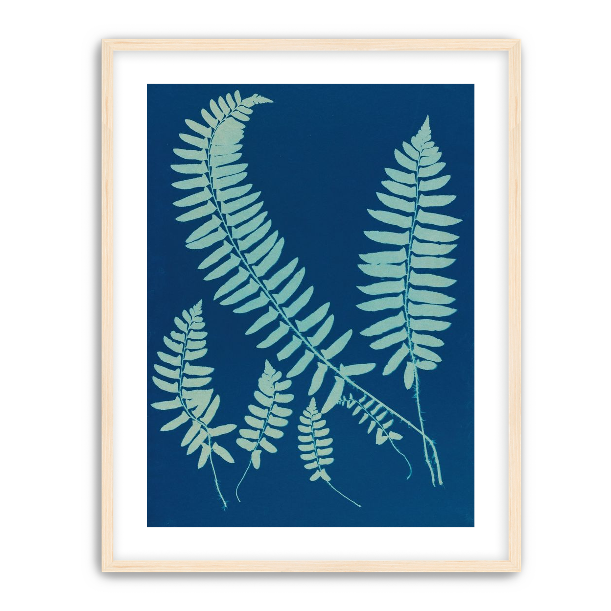 Fern shadows in blue