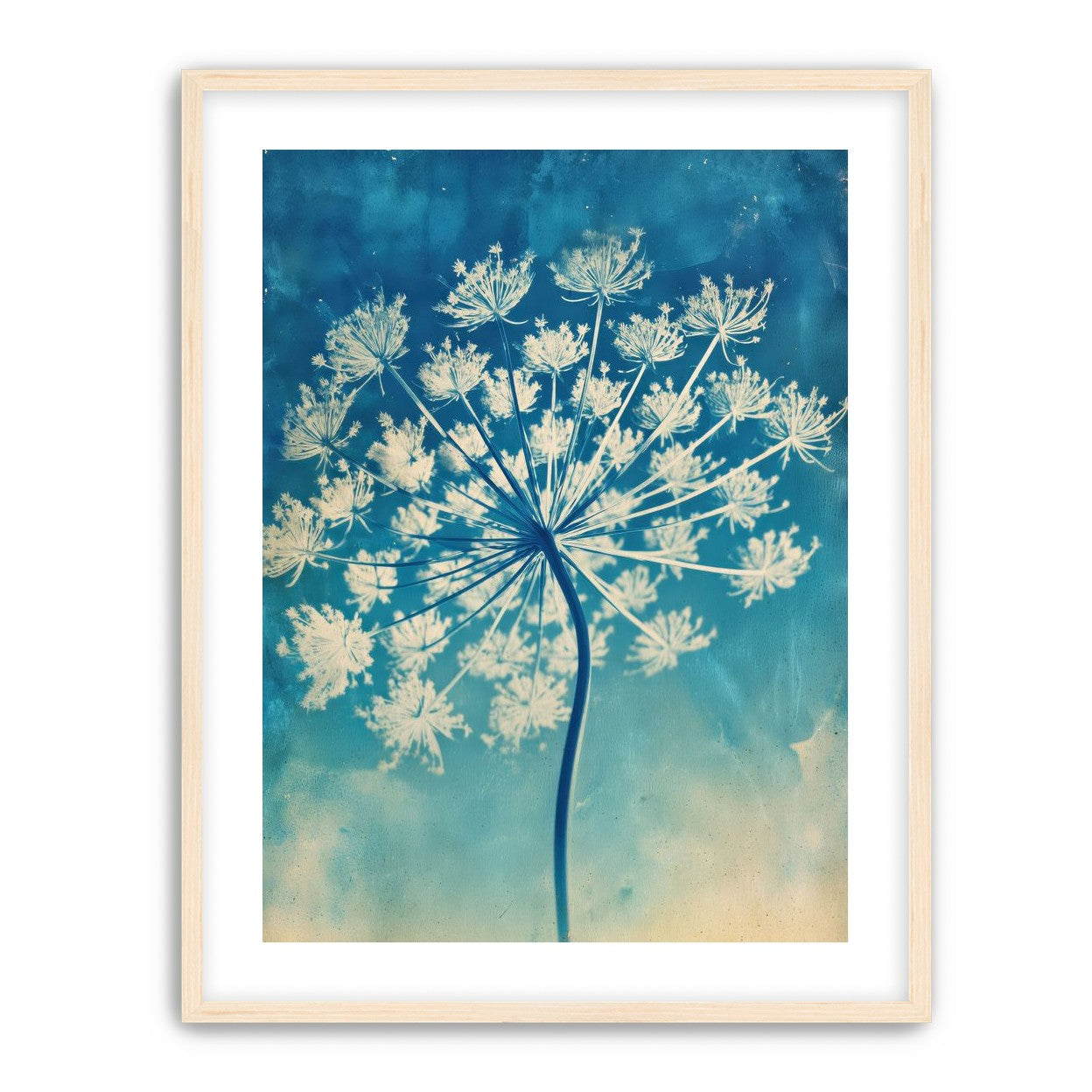 Laceflower Bloom