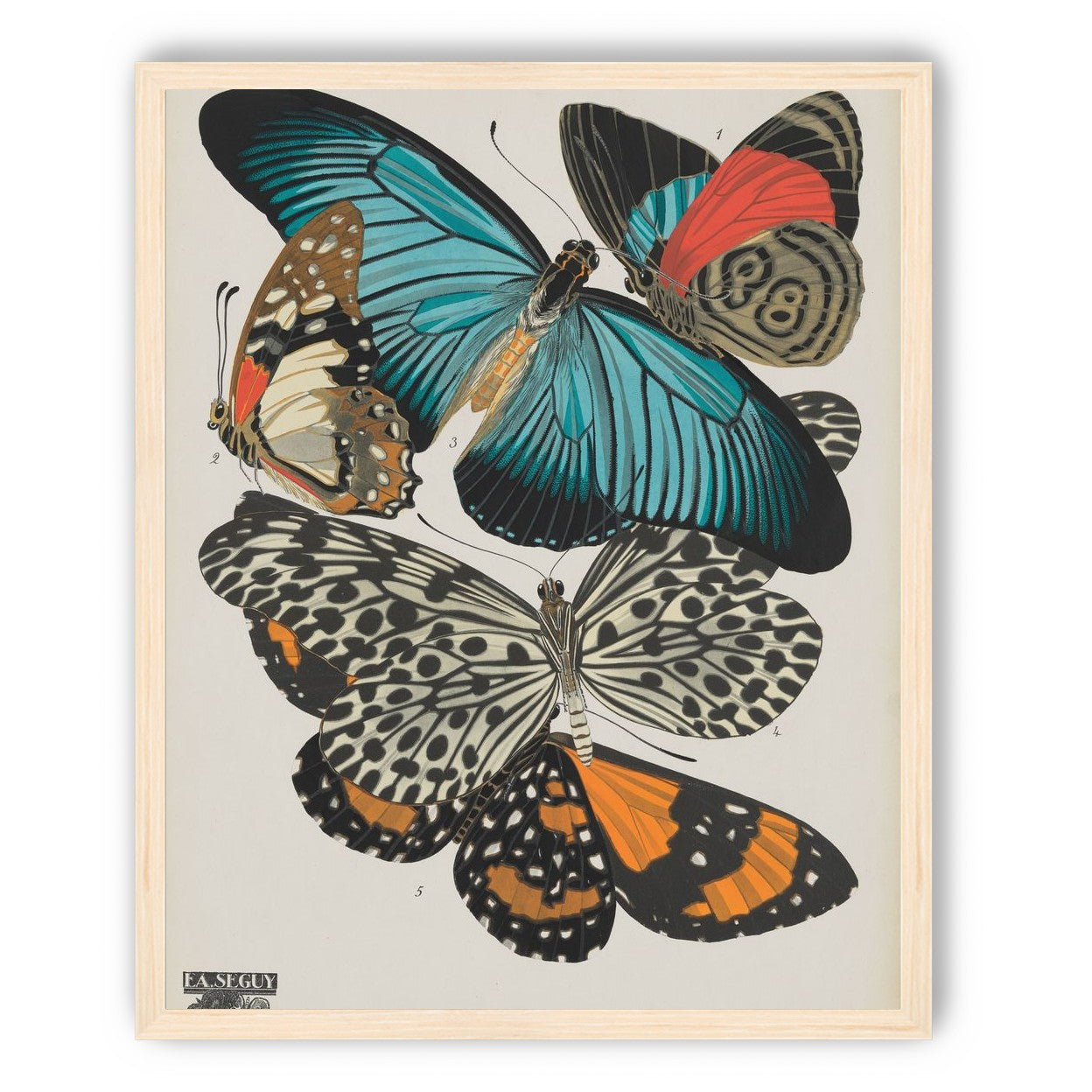 Turquoise wings over orange velvet