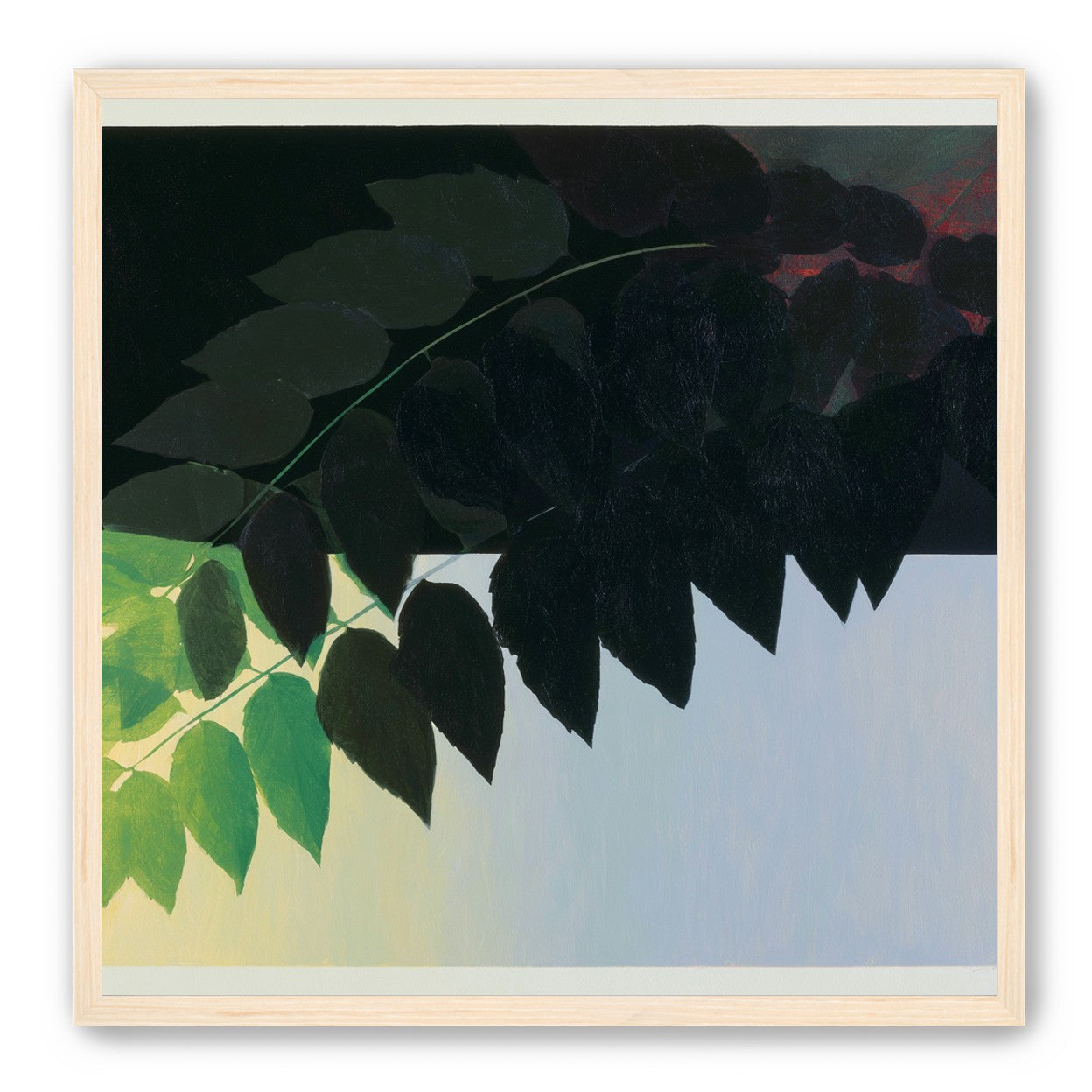 Leaves crossing into shadow