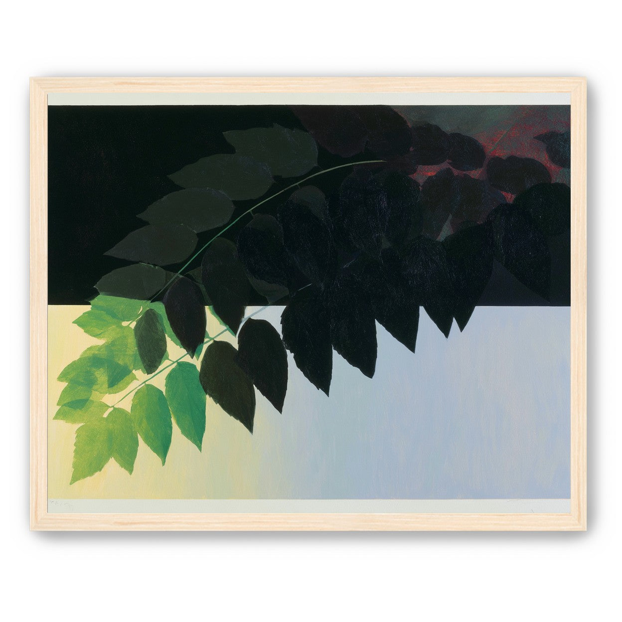 Leaves crossing into shadow