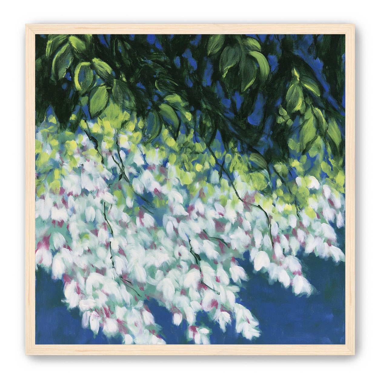 White blossoms in blue shade