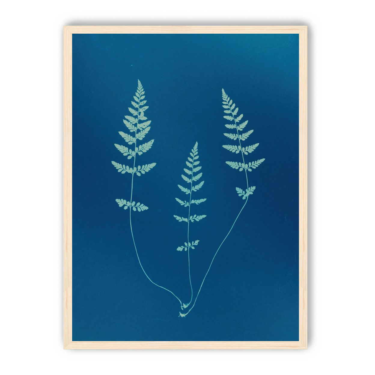 Three ferns in blue