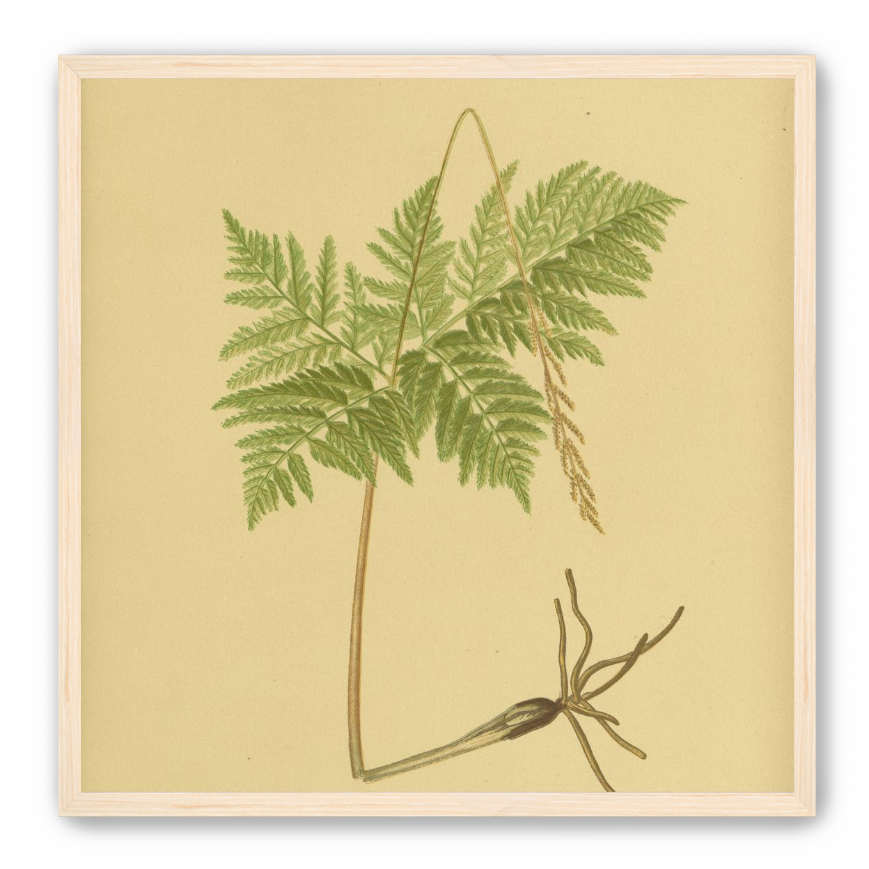 Fern fronds above bare roots