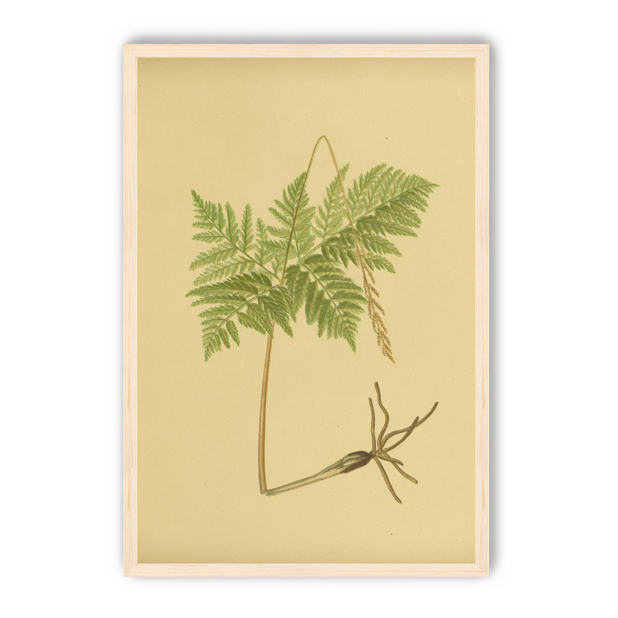 Fern fronds above bare roots