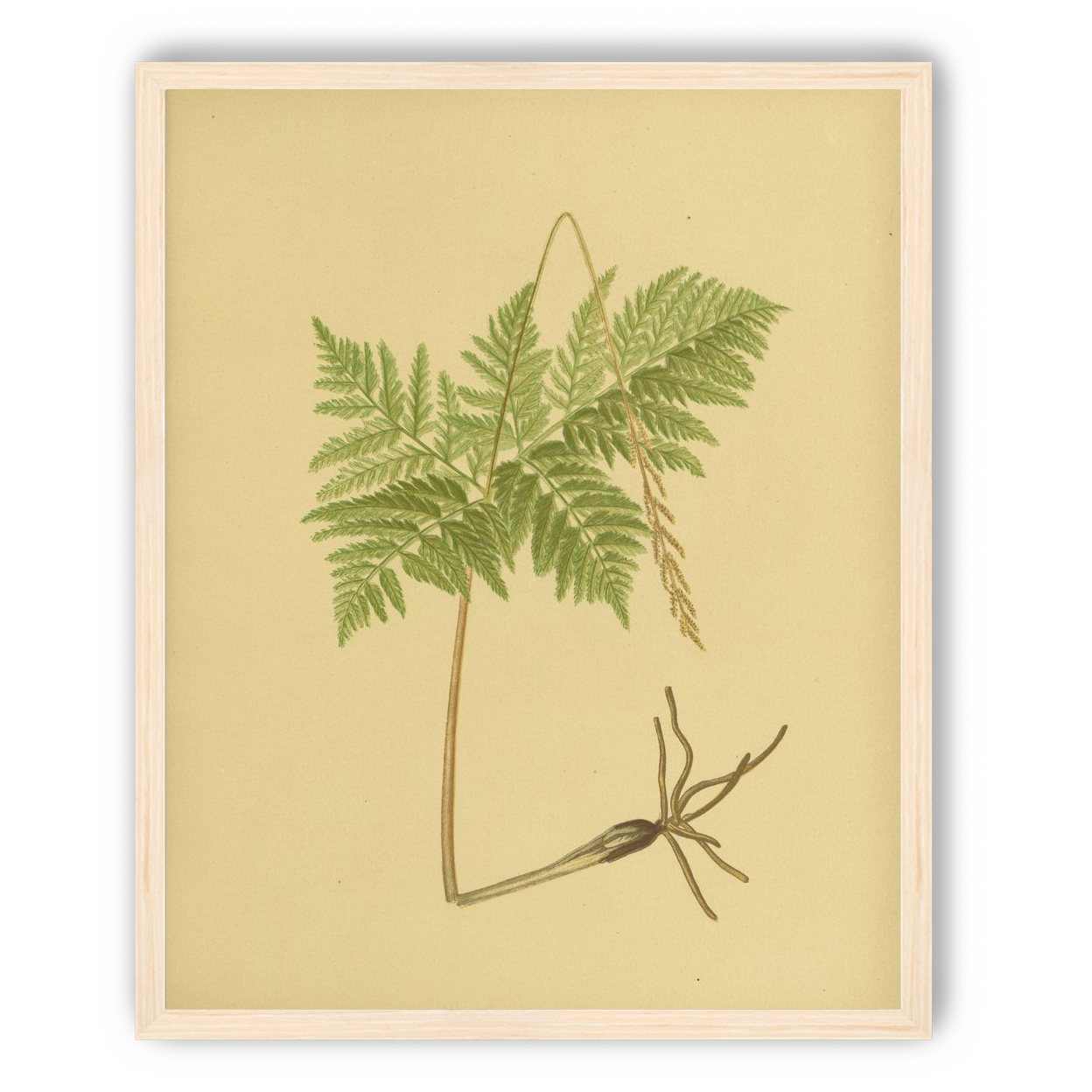Fern fronds above bare roots