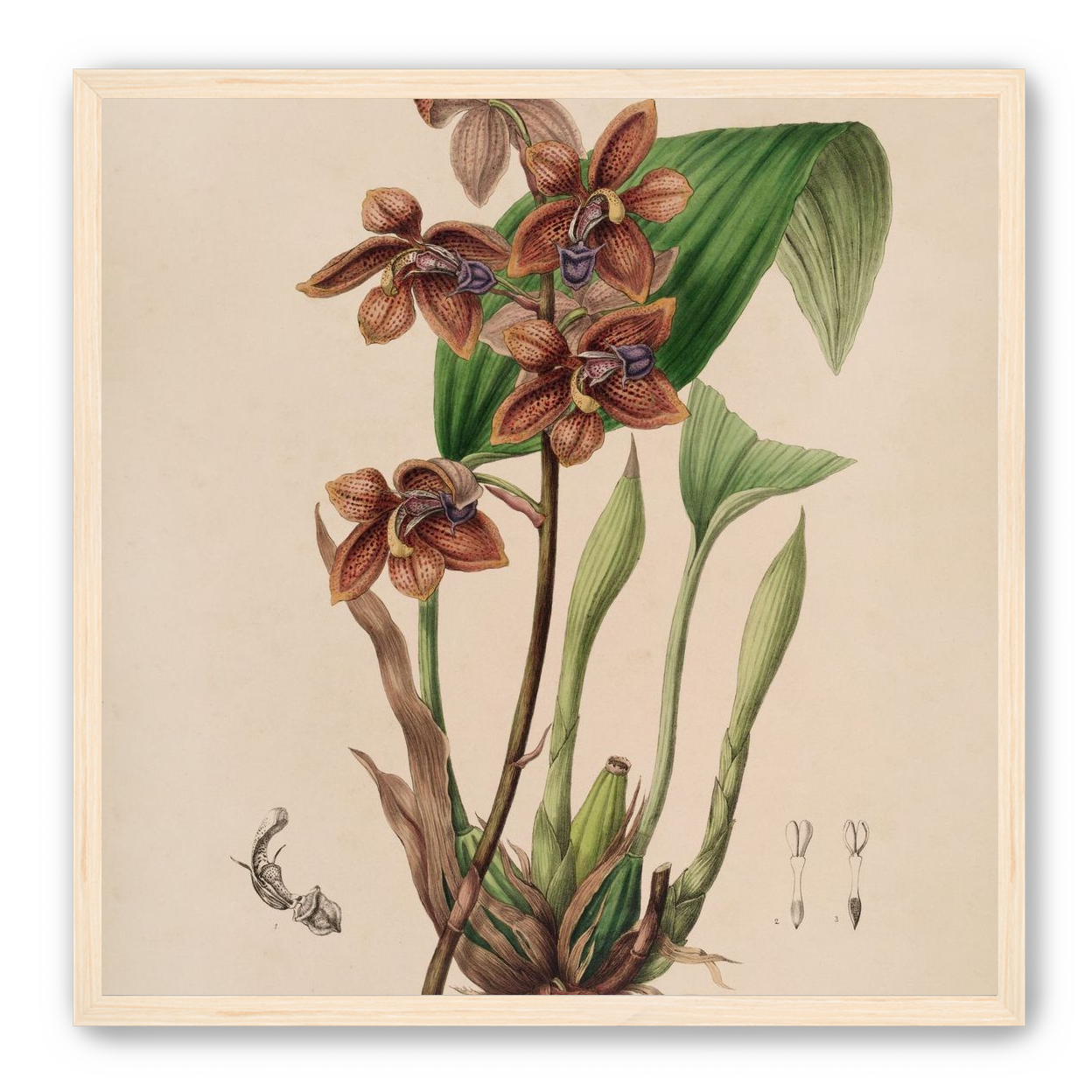 Speckled orchids on pale paper