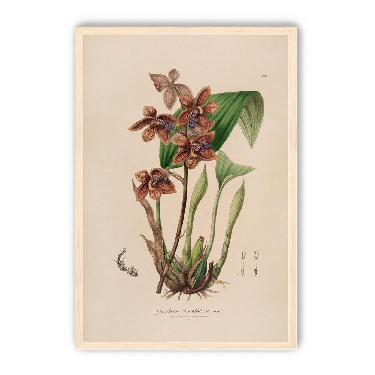 Speckled orchids on pale paper