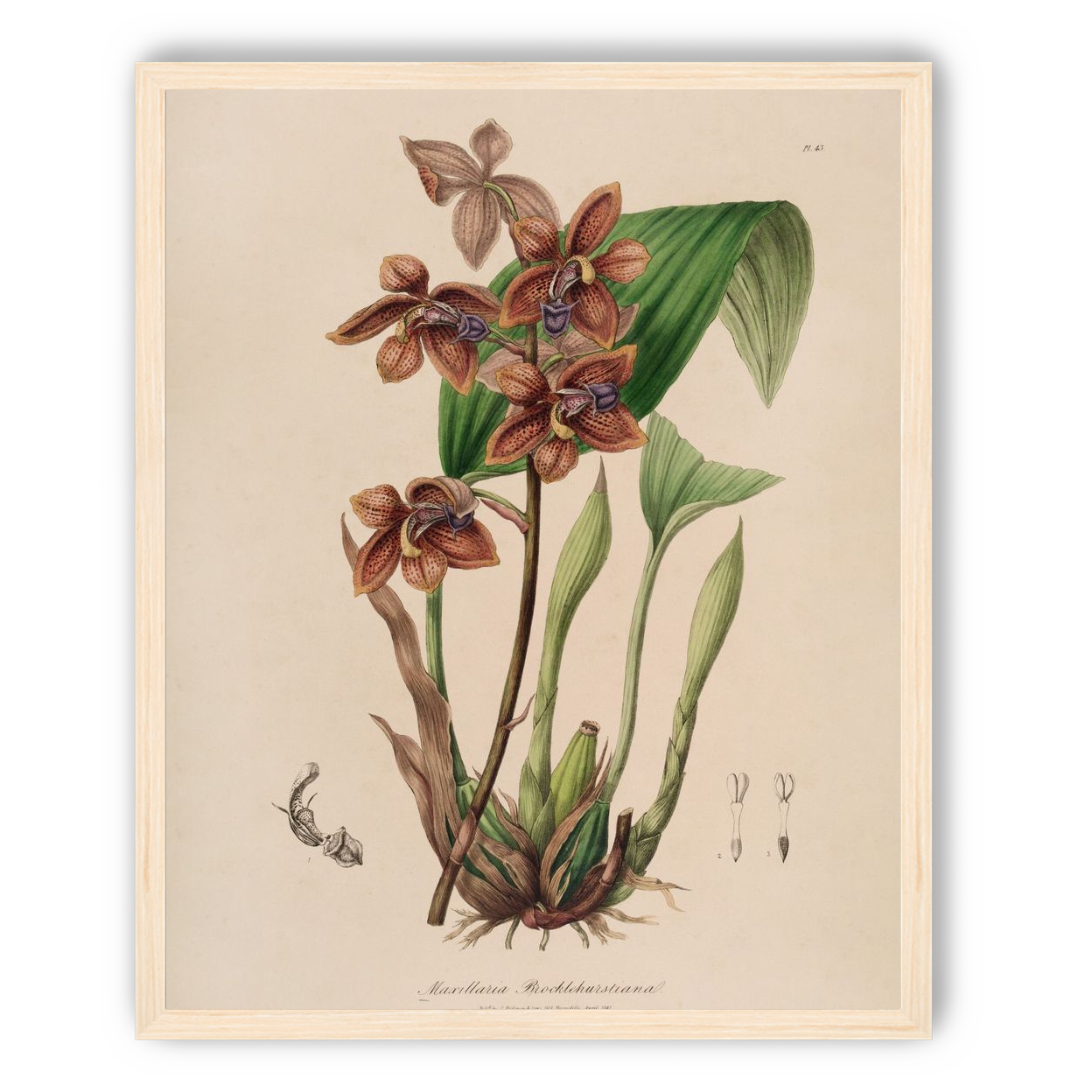 Speckled orchids on pale paper