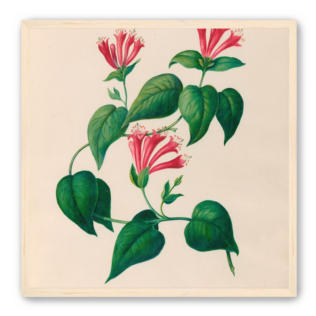 Three trumpets on a vine