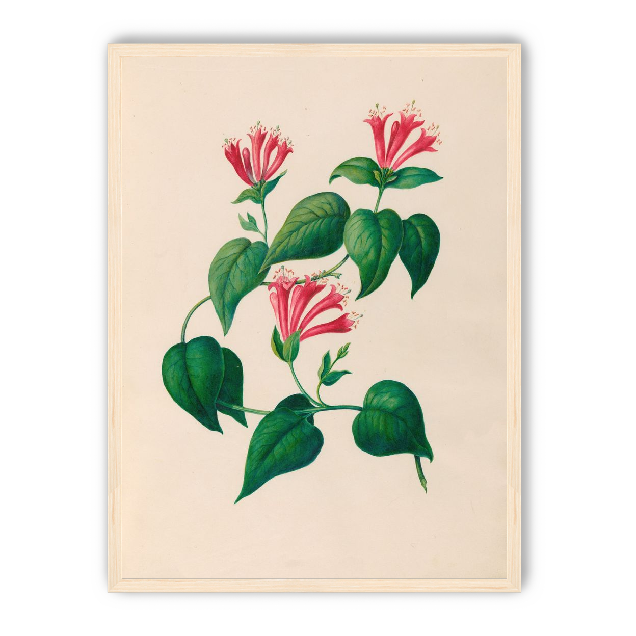 Three trumpets on a vine