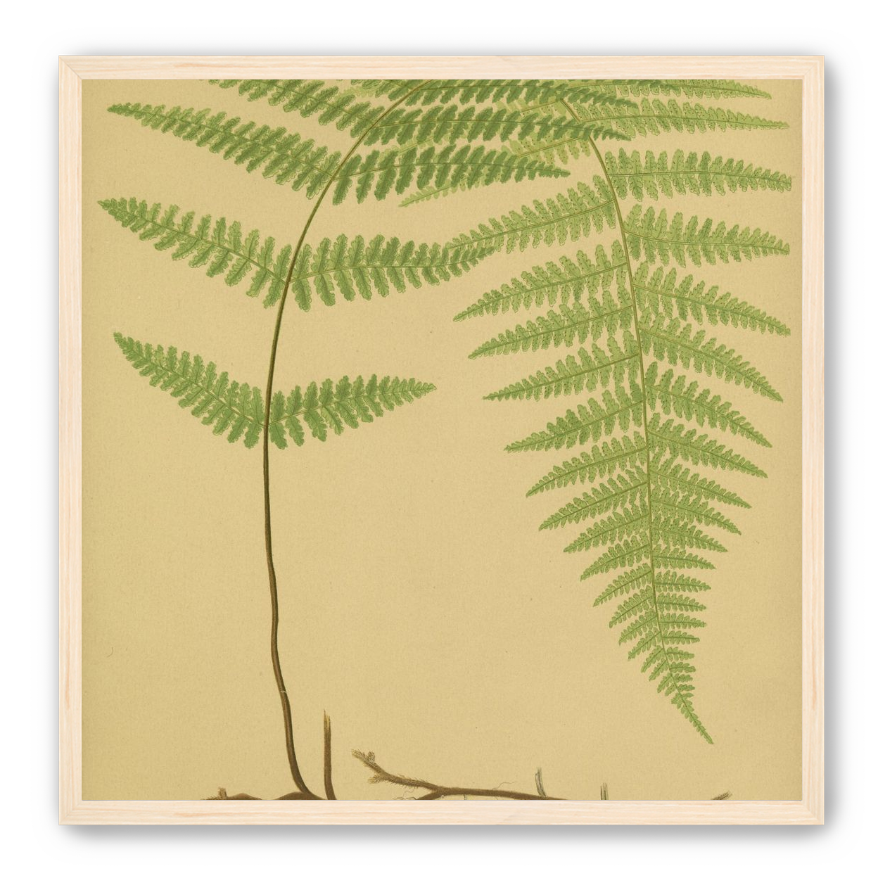 Green frond on tan paper