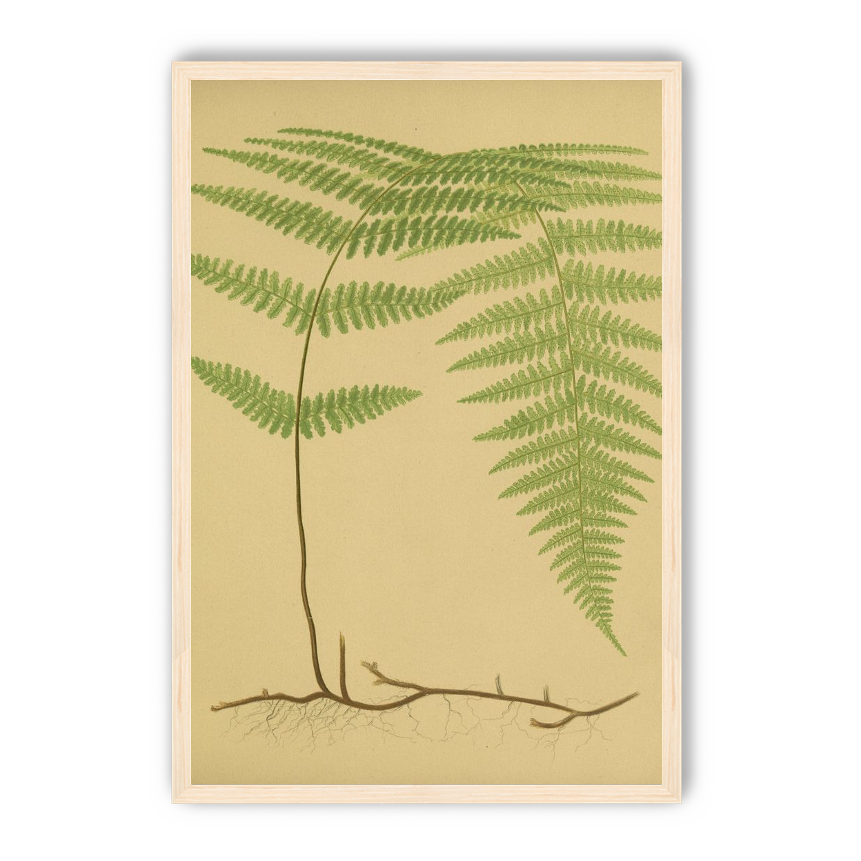 Green frond on tan paper