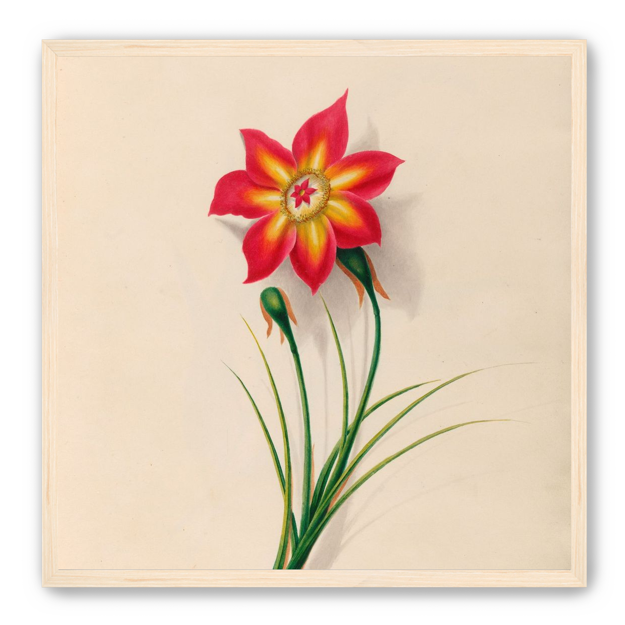 One flower above two buds