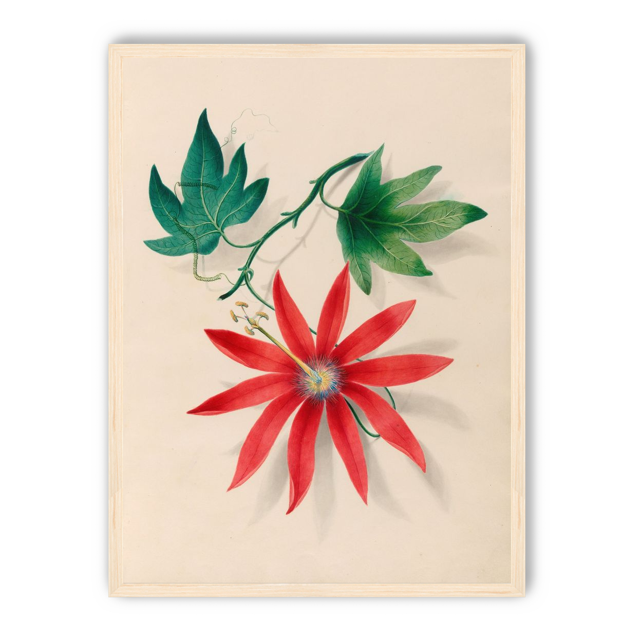 Red bloom on green vine