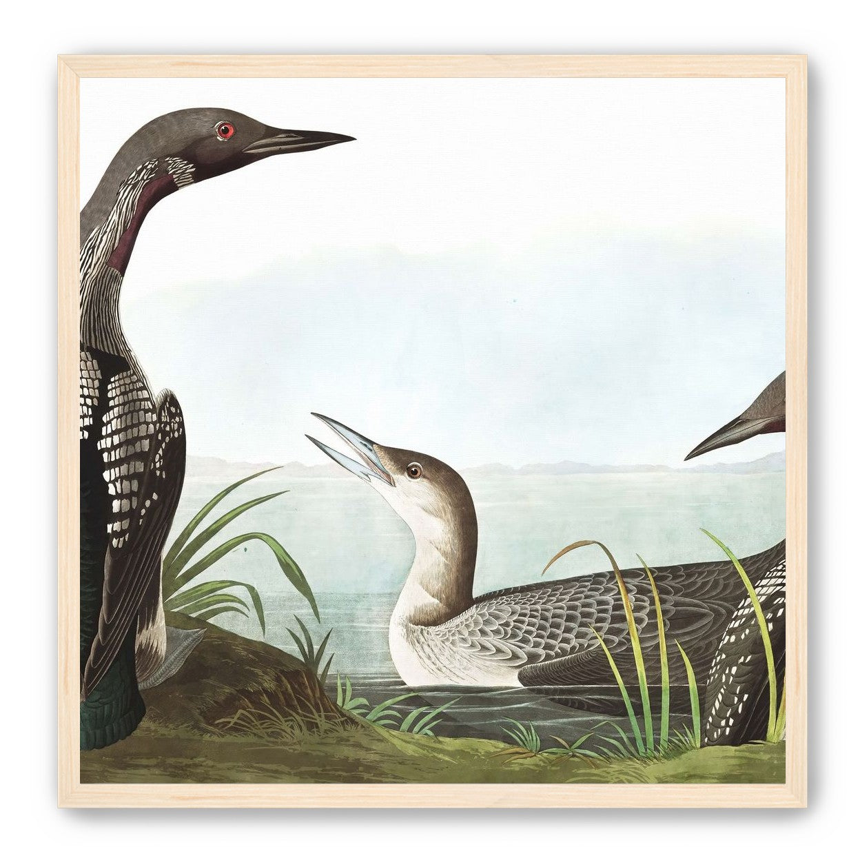 Black Throated Diver