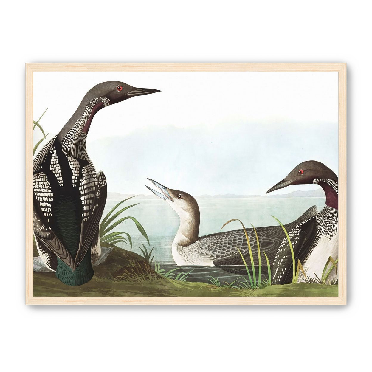 Black Throated Diver