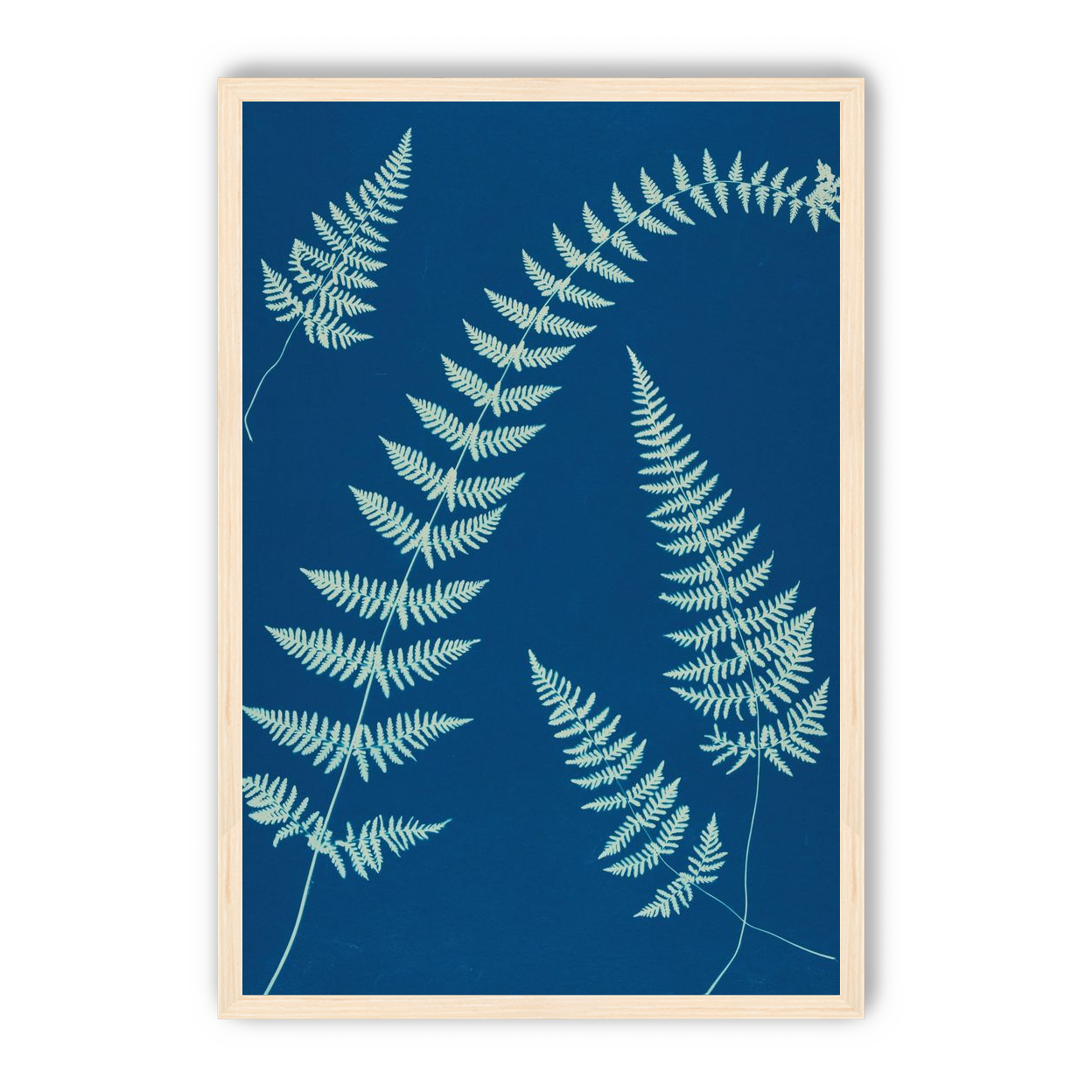 Fern shadows in blue