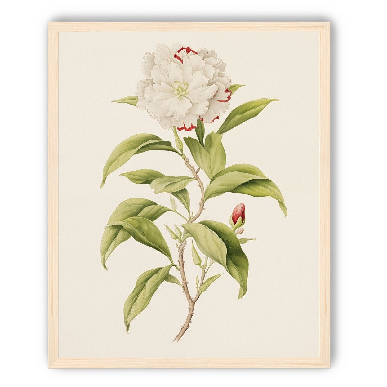 Crimson Edged Beauty