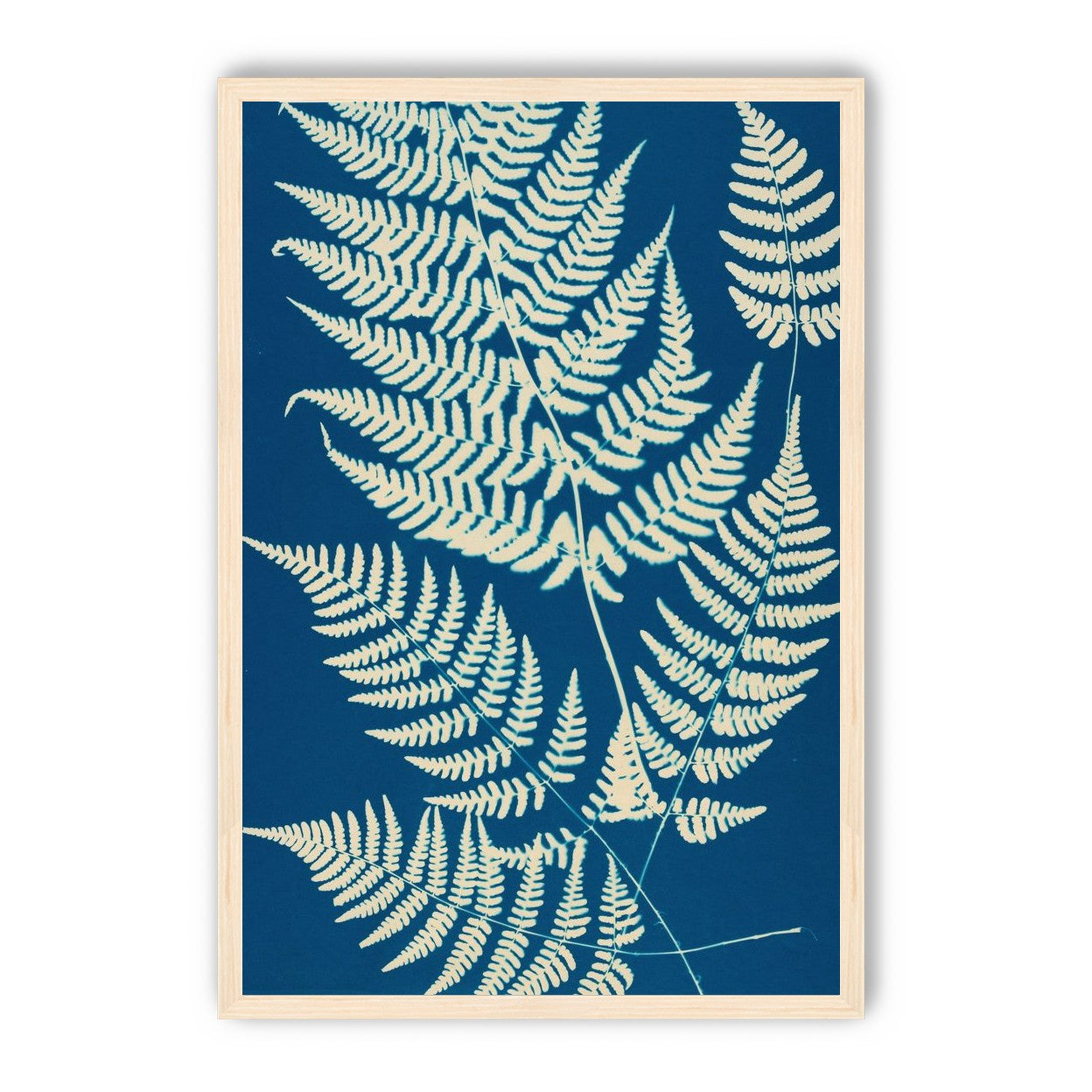 Ferns crossing blue field