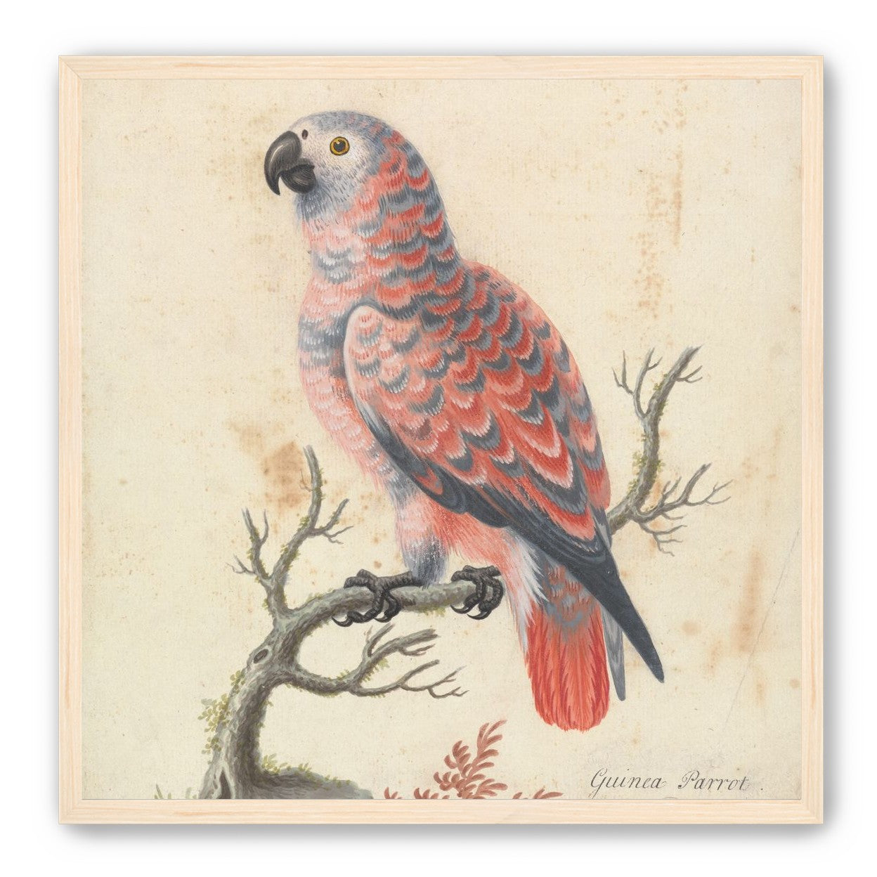 Parrot among bare branches