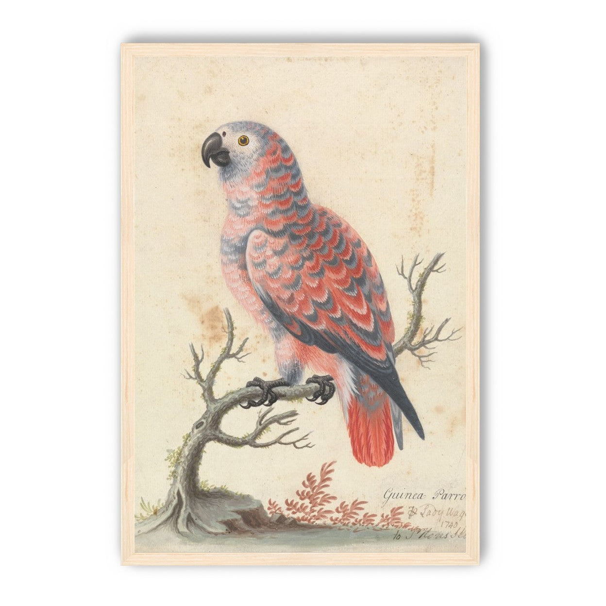Parrot among bare branches
