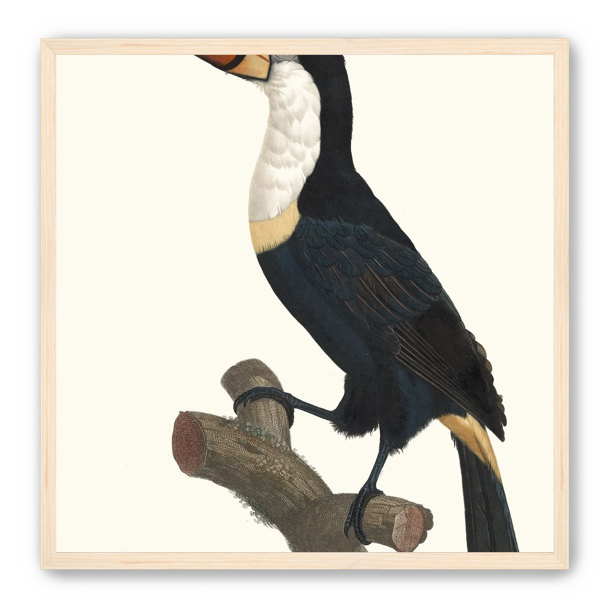 Hornbill on cut branch