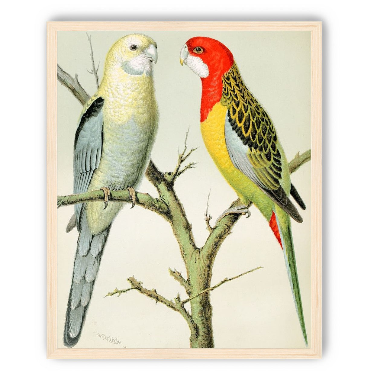 Beaks across the branch