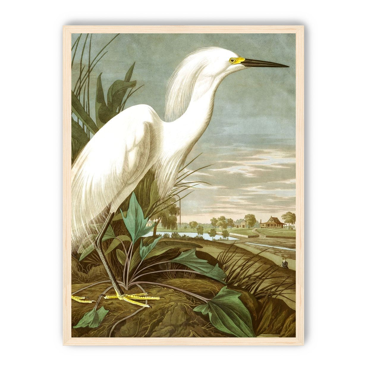 White Egret