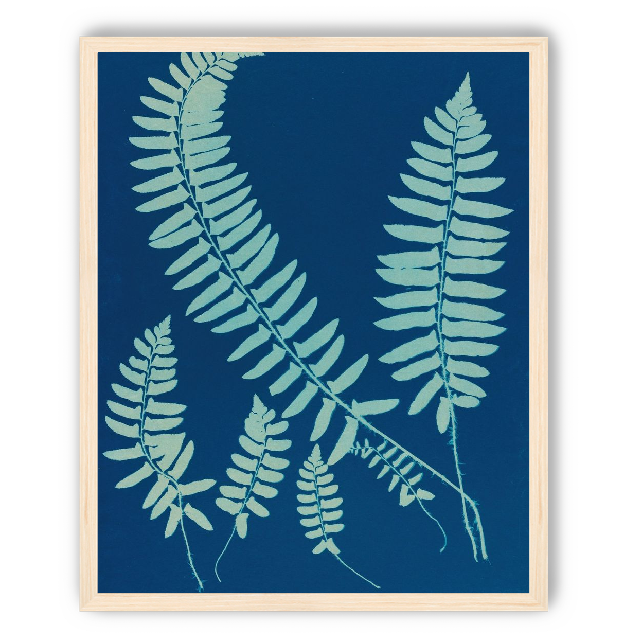 Fern shadows in blue