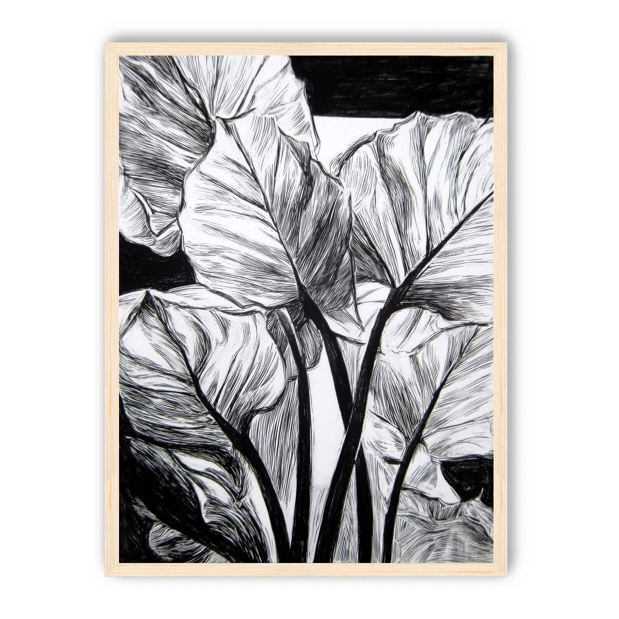 Overlapping Leaves on Dark Ground
