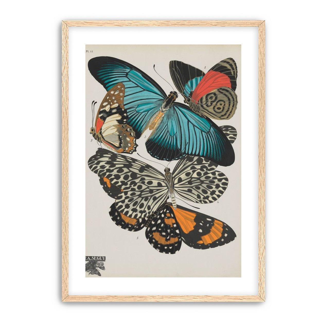 Turquoise wings over orange velvet