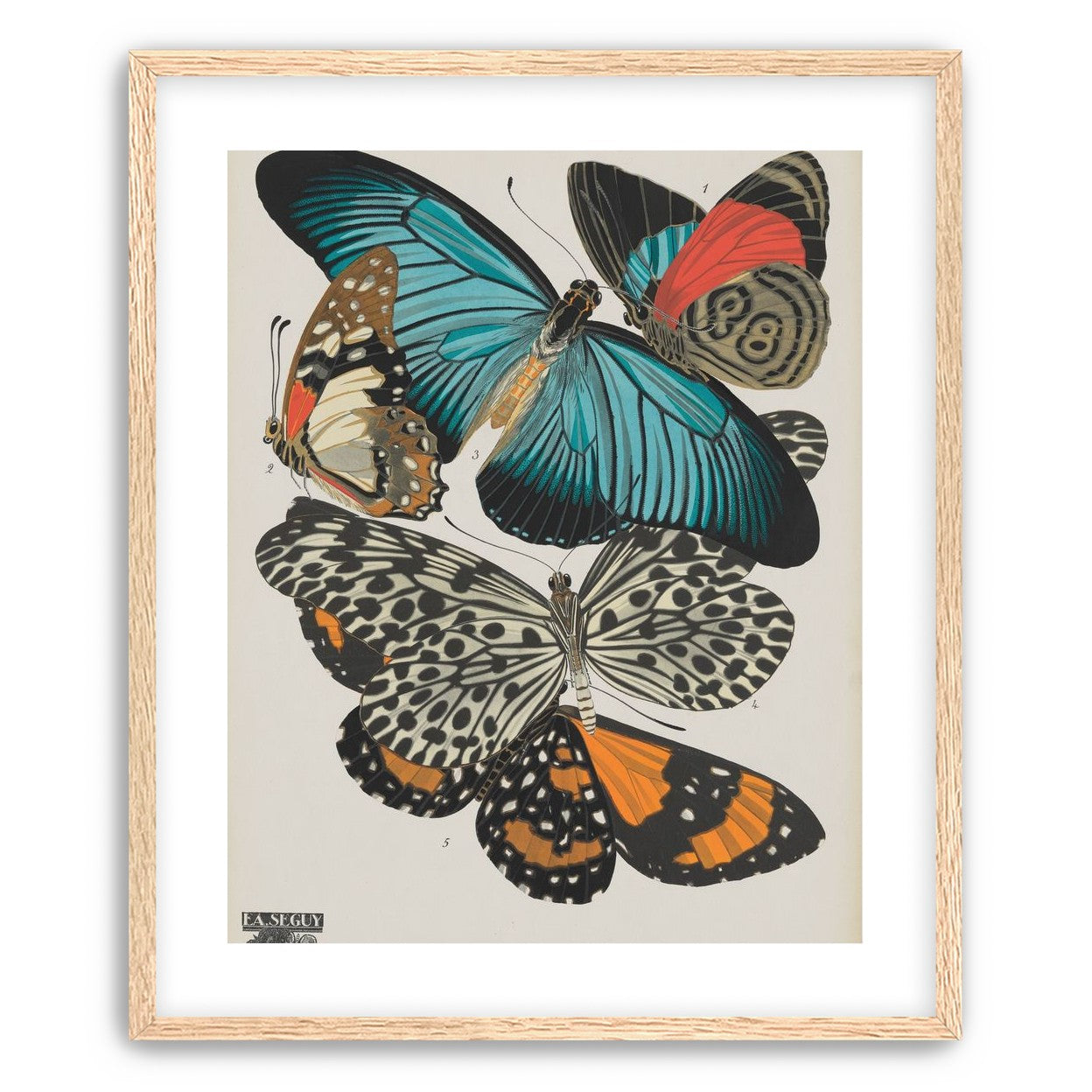 Turquoise wings over orange velvet