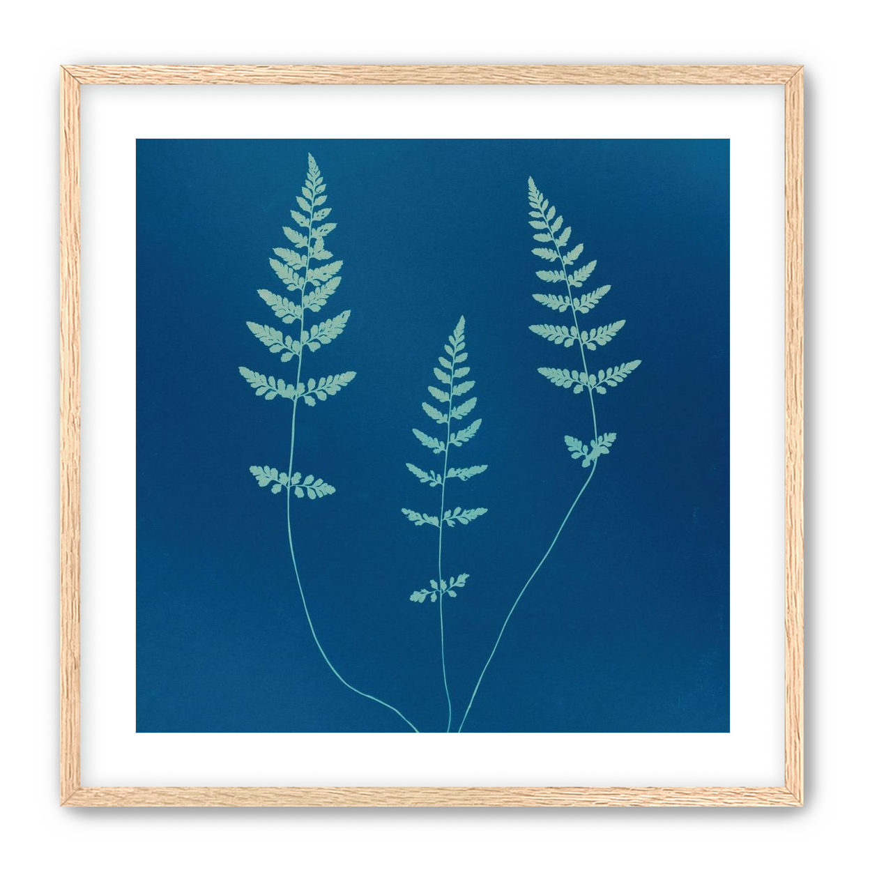 Three ferns in blue