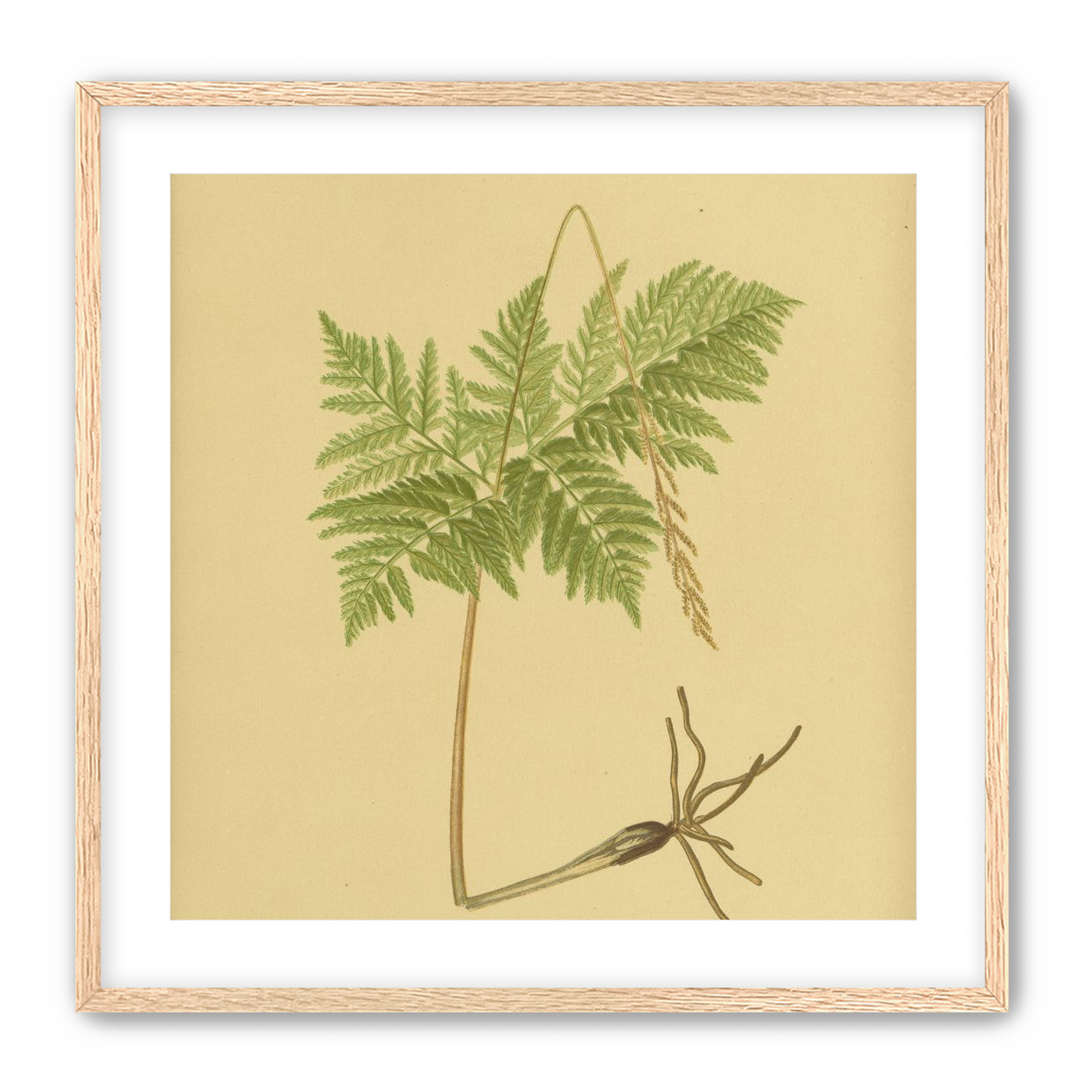 Fern fronds above bare roots