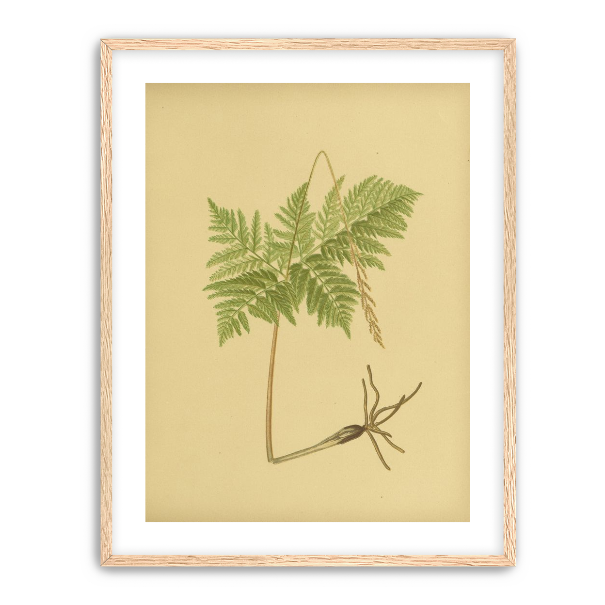 Fern fronds above bare roots