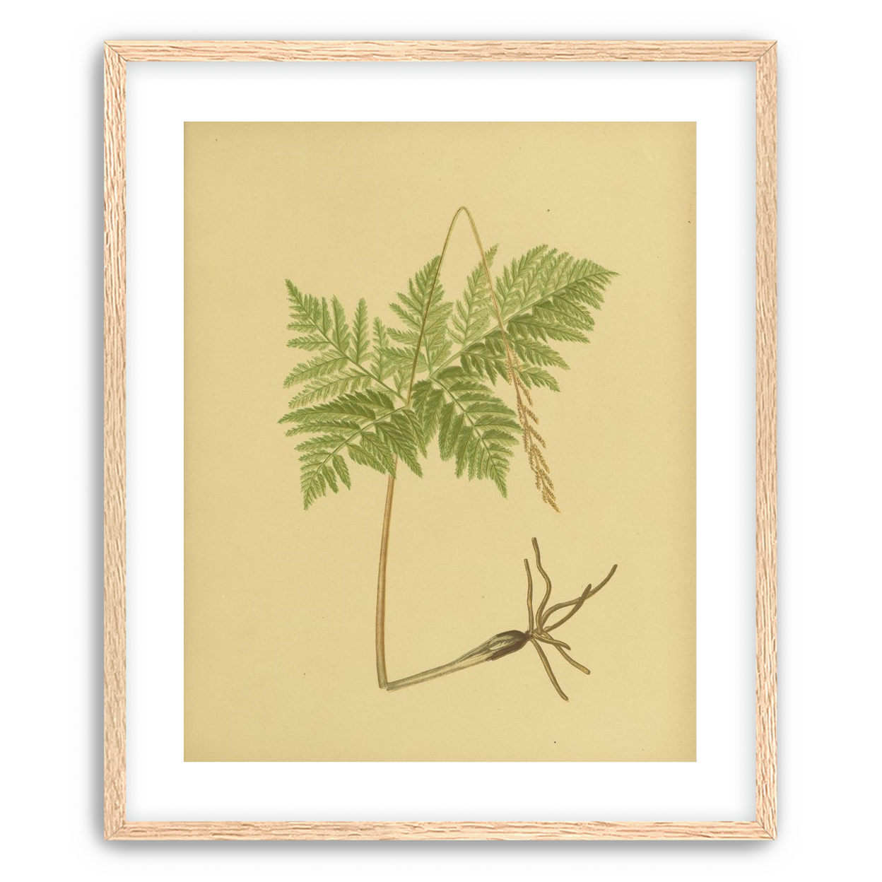 Fern fronds above bare roots