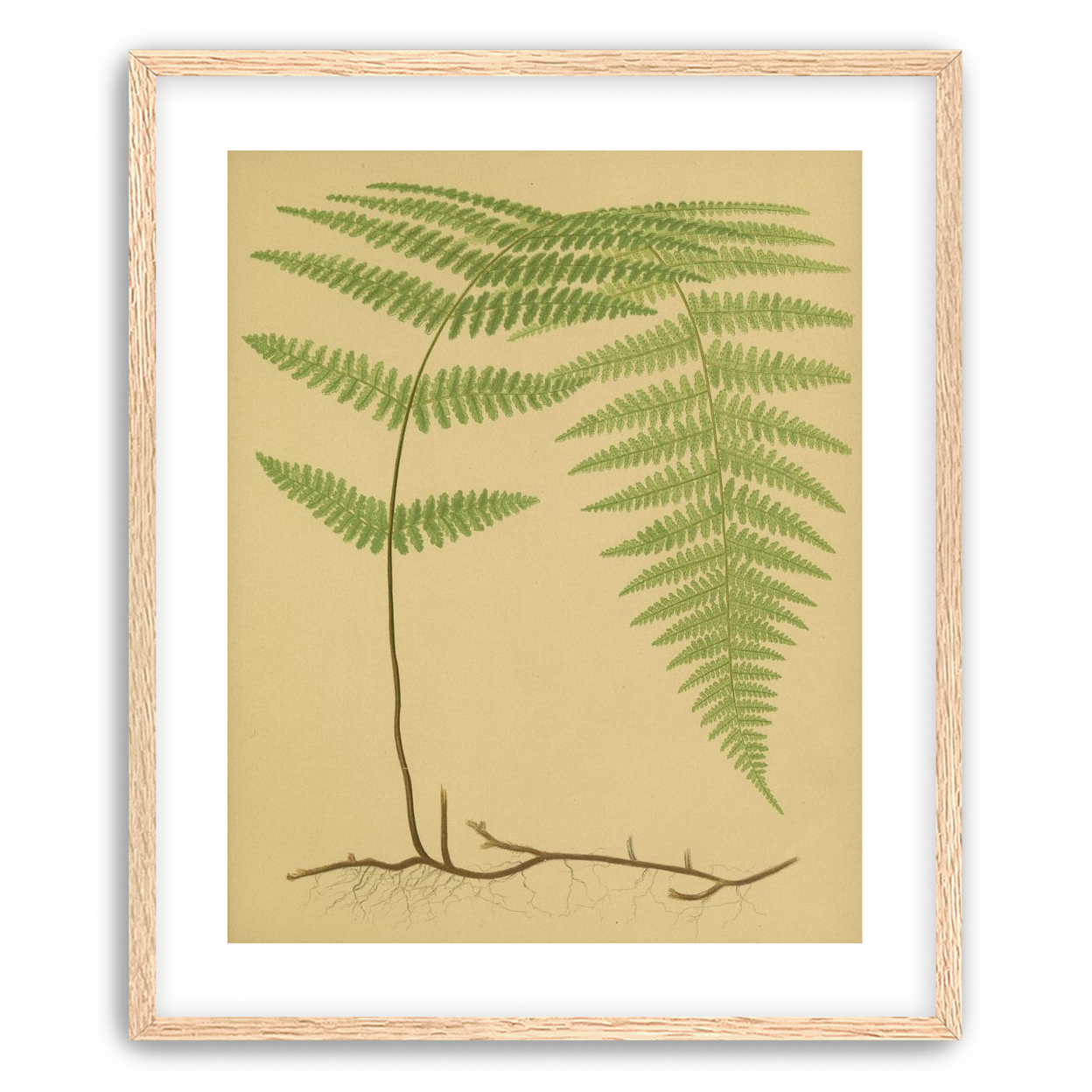 Green frond on tan paper