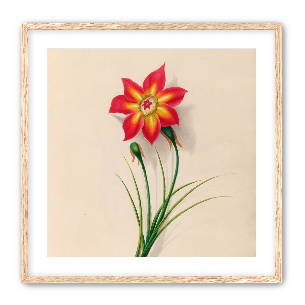 One flower above two buds