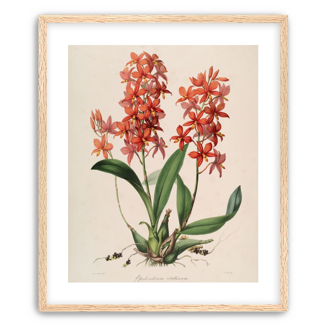 Red orchids on white paper