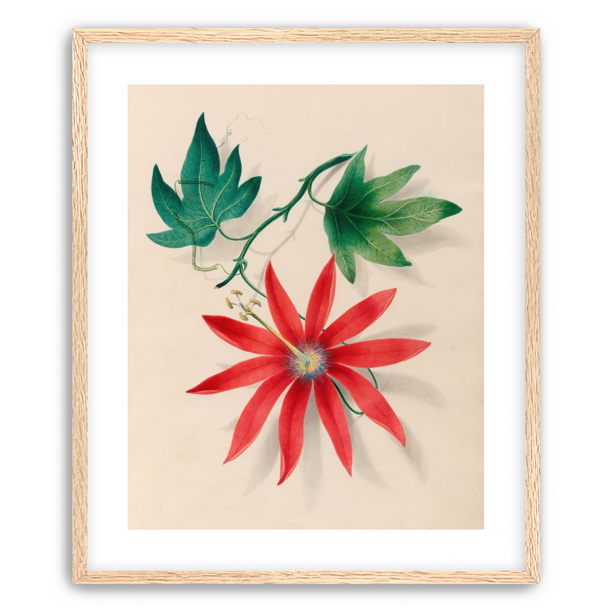 Red bloom on green vine
