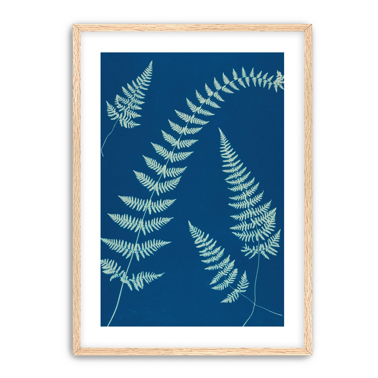 Fern shadows in blue