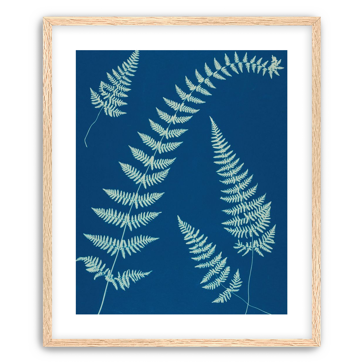 Fern shadows in blue