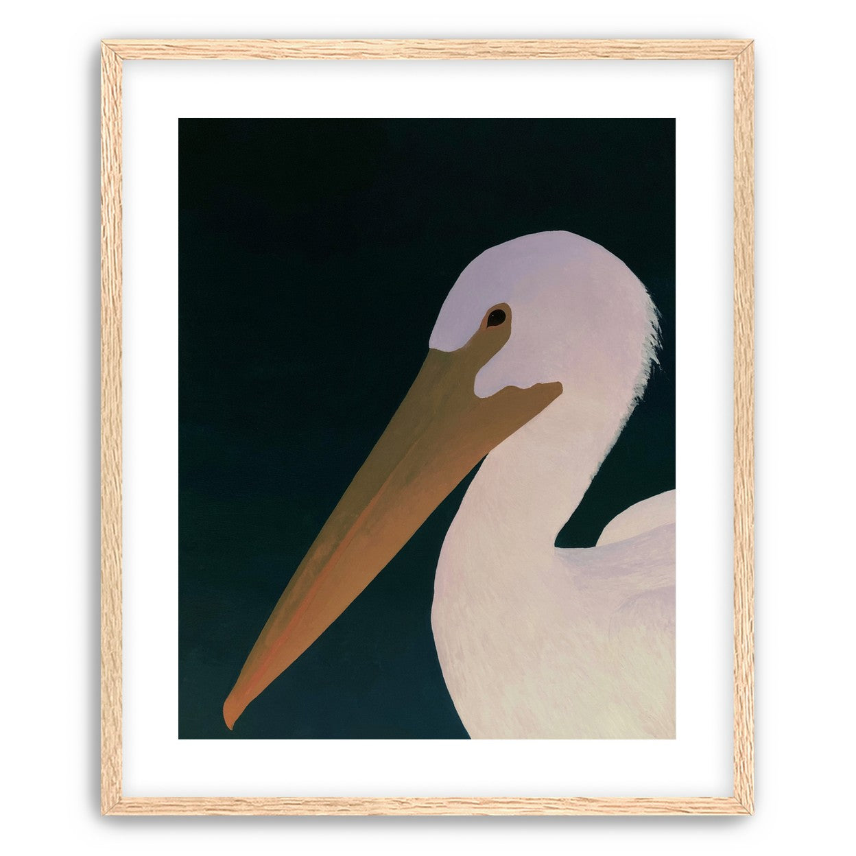 White pelican in stillness