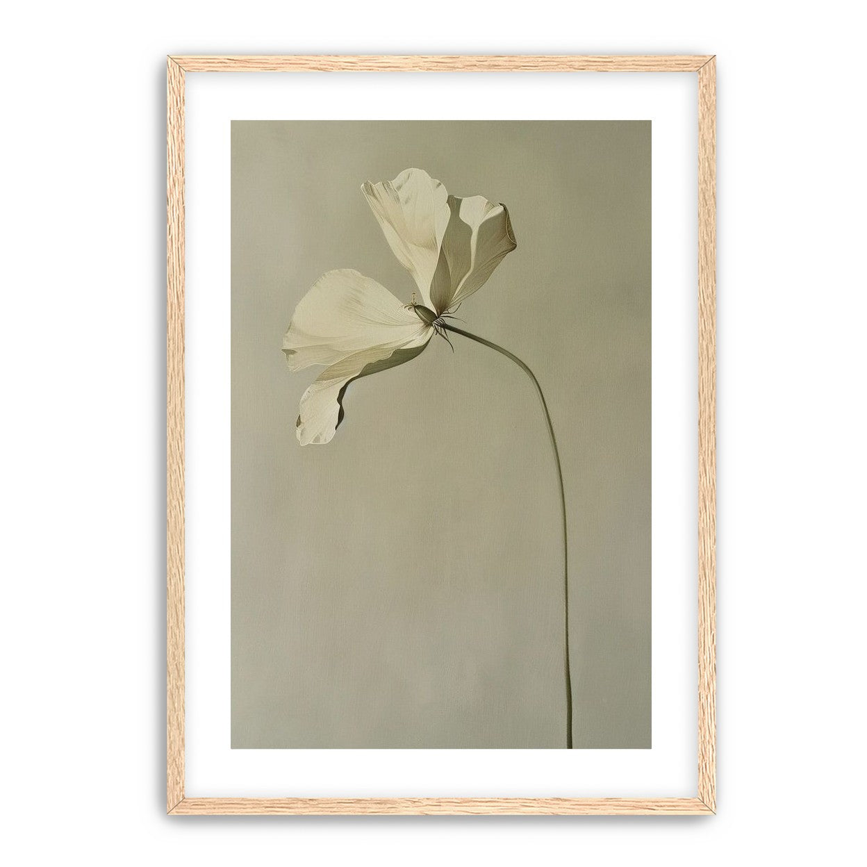 Cream petals in gray green air