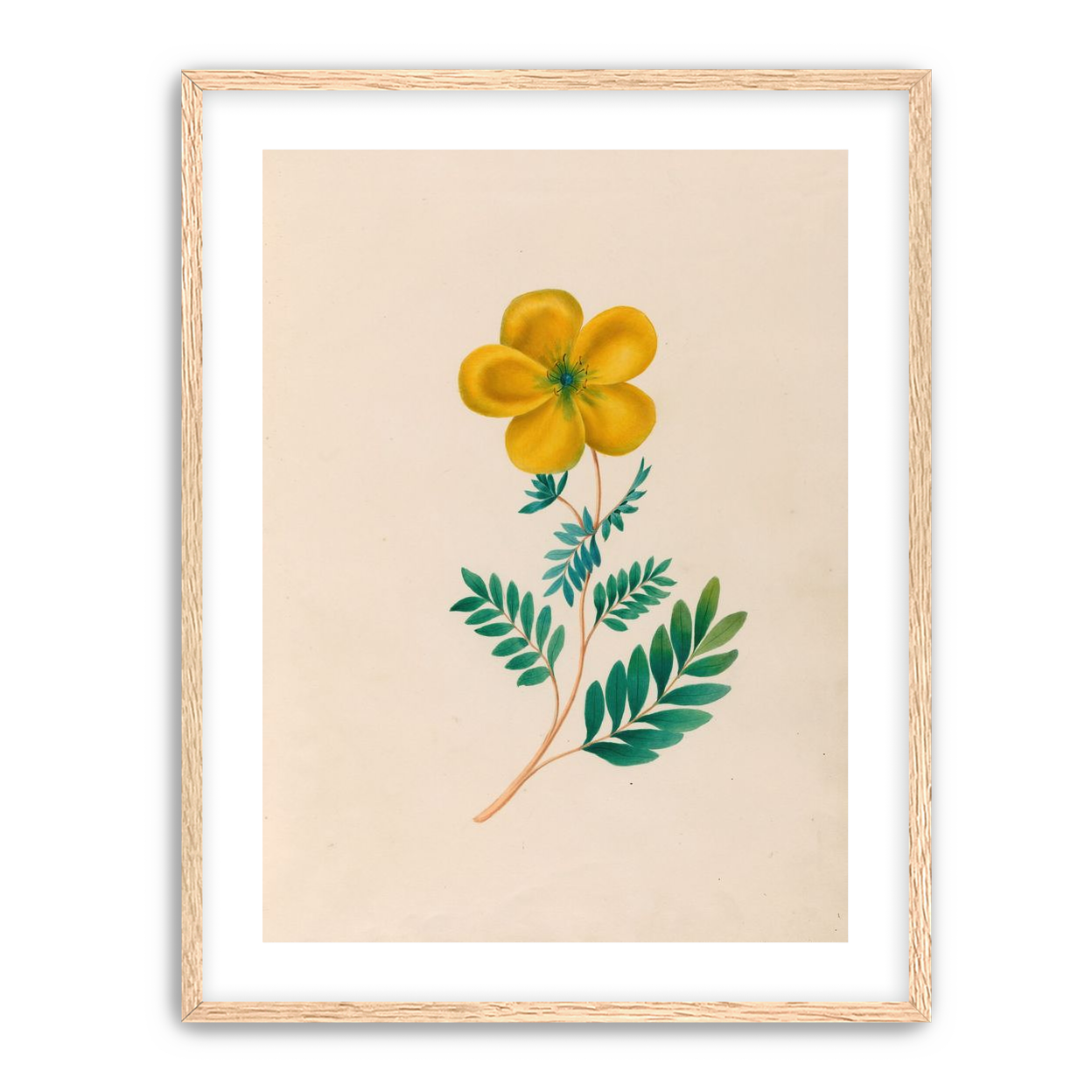 Yellow flower on pale paper